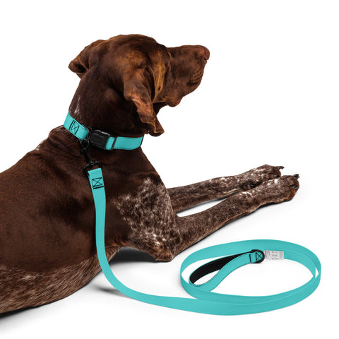 Collar and Leash - Dark Turquoise I